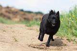 SCHIPPERKE 637